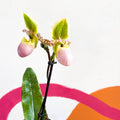 Venus Slipper Orchid - Paphiopedilum 'Pinocchio' - Sprouts of Bristol