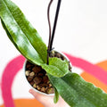 Venus Slipper Orchid - Paphiopedilum 'Pinocchio' - Sprouts of Bristol