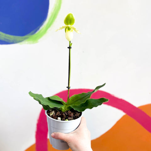 Venus Slipper Orchid - Paphiopedilum 'Pinocchio Alba' - Sprouts of Bristol