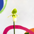 Venus Slipper Orchid - Paphiopedilum 'Pinocchio Alba' - Sprouts of Bristol