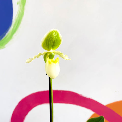 Venus Slipper Orchid - Paphiopedilum 'Pinocchio Alba' - Sprouts of Bristol