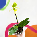 Venus Slipper Orchid - Paphiopedilum 'Pinocchio Alba' - Sprouts of Bristol