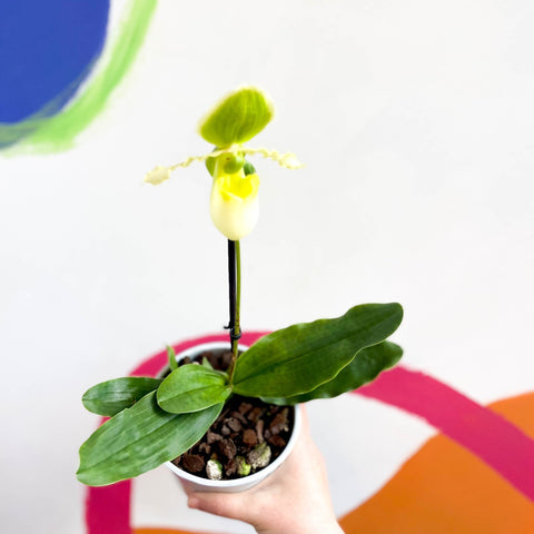 Venus Slipper Orchid - Paphiopedilum 'Pinocchio Alba' - Sprouts of Bristol