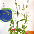 Verbena macdougalii 'Lavender Spires' - Cotswold Grown Perennial - Sprouts of Bristol