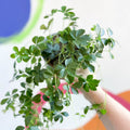 Verona Vein - Cissus striata parthenocissus - Sprouts of Bristol