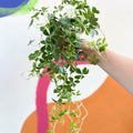 Verona Vein - Cissus striata parthenocissus - Sprouts of Bristol