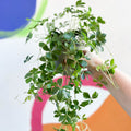 Verona Vein - Cissus striata parthenocissus - Sprouts of Bristol