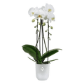Vibes Fold Orchid High Pot - Transparent - Sprouts of Bristol