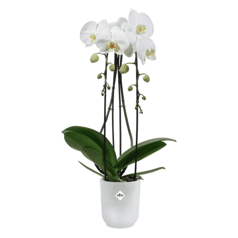 Vibes Fold Orchid High Pot - Transparent - Sprouts of Bristol