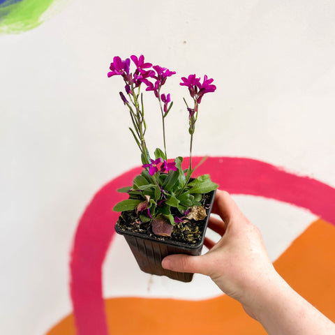 Wall Cress - Arabis blepharophylla 'Rose Delight' - British Grown Evergreen Perennial Alpine - Sprouts of Bristol