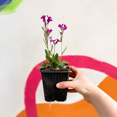 Wall Cress - Arabis blepharophylla 'Rose Delight' - British Grown Evergreen Perennial Alpine - Sprouts of Bristol