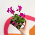 Wall Cress - Arabis blepharophylla 'Rose Delight' - British Grown Evergreen Perennial Alpine - Sprouts of Bristol