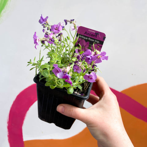 Wall Cress - Arabis caucasica 'Little Treasure Deep Rose' - British Grown Evergreen Perennial Alpine - Sprouts of Bristol