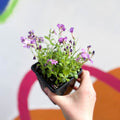 Wall Cress - Arabis caucasica 'Little Treasure Deep Rose' - British Grown Evergreen Perennial Alpine - Sprouts of Bristol