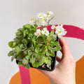 Wall Cress - Arabis caucasica 'Little Treasure White' - British Grown Evergreen Perennial Alpine - Sprouts of Bristol
