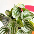 Watermelon Peperomia - Peperomia argyreia - Sprouts of Bristol