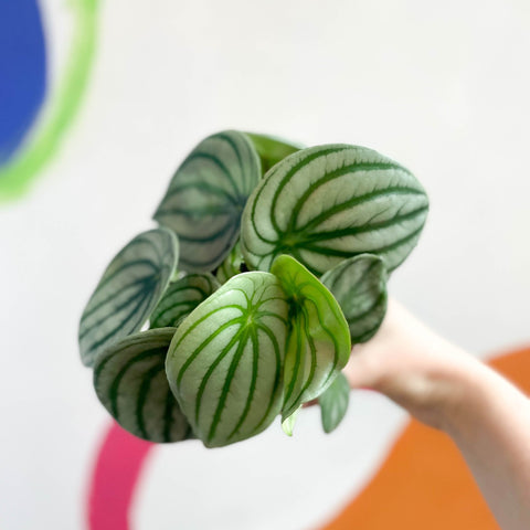 Watermelon Peperomia - Peperomia argyreia - Sprouts of Bristol
