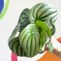 Watermelon Peperomia - Peperomia argyreia - Sprouts of Bristol