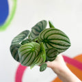 Watermelon Peperomia - Peperomia argyreia - Sprouts of Bristol