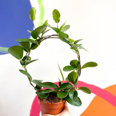 Wax Plant - Hoya australis - Sprouts of Bristol