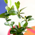 Wax Plant - Hoya australis - Sprouts of Bristol