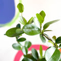 Wax Plant - Hoya australis - Sprouts of Bristol