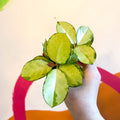 Wax Plant - Hoya australis 'Lisa' - Sprouts of Bristol