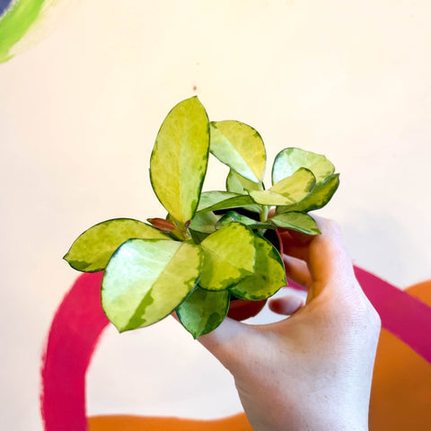 Wax Plant - Hoya australis 'Lisa' - Sprouts of Bristol