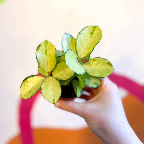 Wax Plant - Hoya australis 'Lisa' - Sprouts of Bristol