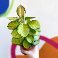 Wax Plant - Hoya australis 'Lisa' - Sprouts of Bristol