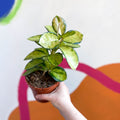 Wax Plant - Hoya australis 'Lisa' - Sprouts of Bristol