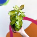 Wax Plant - Hoya australis 'Lisa' - Sprouts of Bristol