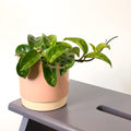 Wax Plant - Hoya carnosa 'Krinkle 8' - Sprouts of Bristol