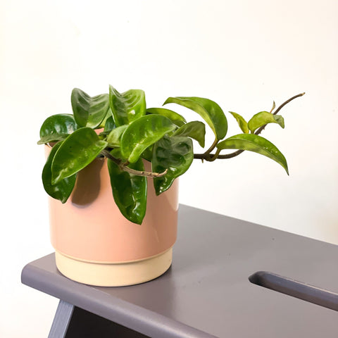 Wax Plant - Hoya carnosa 'Krinkle 8' - Sprouts of Bristol