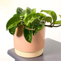 Wax Plant - Hoya carnosa 'Krinkle 8' - Sprouts of Bristol