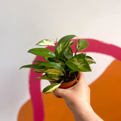 Wax Plant - Hoya carnosa 'Tricolor' - Sprouts of Bristol