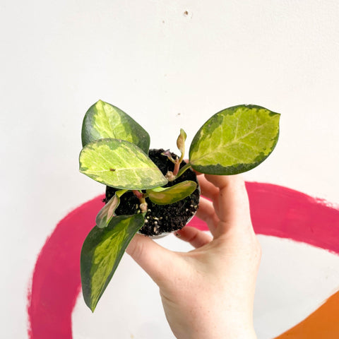 Wax Plant - Hoya carnosa variegata 'Tricolor' / 'Krimson Queen' - Sprouts of Bristol