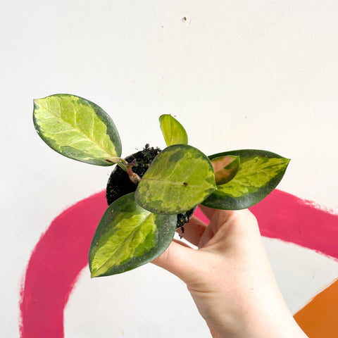 Wax Plant - Hoya carnosa variegata 'Tricolor' / 'Krimson Queen' - Sprouts of Bristol