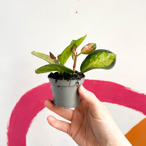 Wax Plant - Hoya carnosa variegata 'Tricolor' / 'Krimson Queen' - Sprouts of Bristol