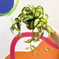 Wax Plant - Hoya carnosa variegata 'Tricolor' / 'Krimson Queen' - Sprouts of Bristol