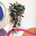 Wax Plant - Hoya krohniana 'Black Leaves' - Sprouts of Bristol