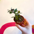 Wax Plant - Hoya krohniana 'Splash' - Sprouts of Bristol