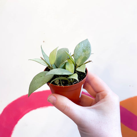 Wax Plant - Hoya lacunosa 'Mint' - Sprouts of Bristol