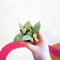 Wax Plant - Hoya lacunosa 'Mint' - Sprouts of Bristol