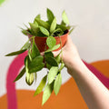 Wax Plant - Hoya memoria gracilis - Sprouts of Bristol