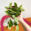 Wax Plant - Hoya memoria gracilis - Sprouts of Bristol