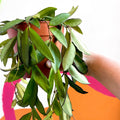 Wax Plant - Hoya rosita - Sprouts of Bristol