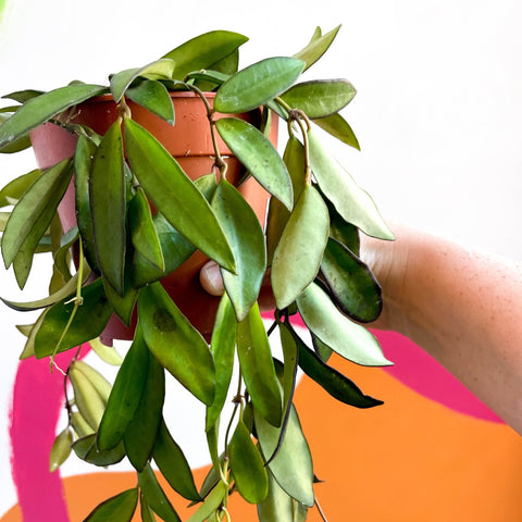 Wax Plant - Hoya rosita - Sprouts of Bristol