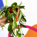 Wax Plant - Hoya rosita - Sprouts of Bristol