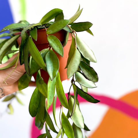 Wax Plant - Hoya rosita - Sprouts of Bristol